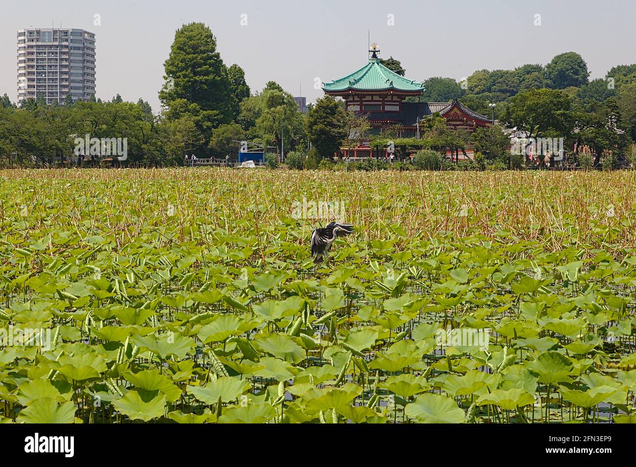 Ueno Park - Benten-Tempel Stockfoto