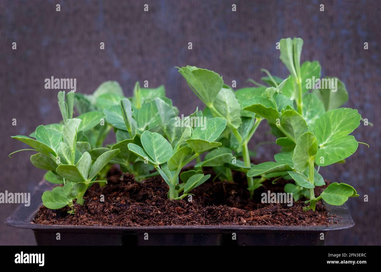 Junge Erbsensämlinge in einem Tablett bereit, auf gepflanzt werden, um ein Gitter in einem Garten oder Zuteilung zu Clime , defokussierte dunkle verschwommene Hintergrund Kopie Raum Stockfoto