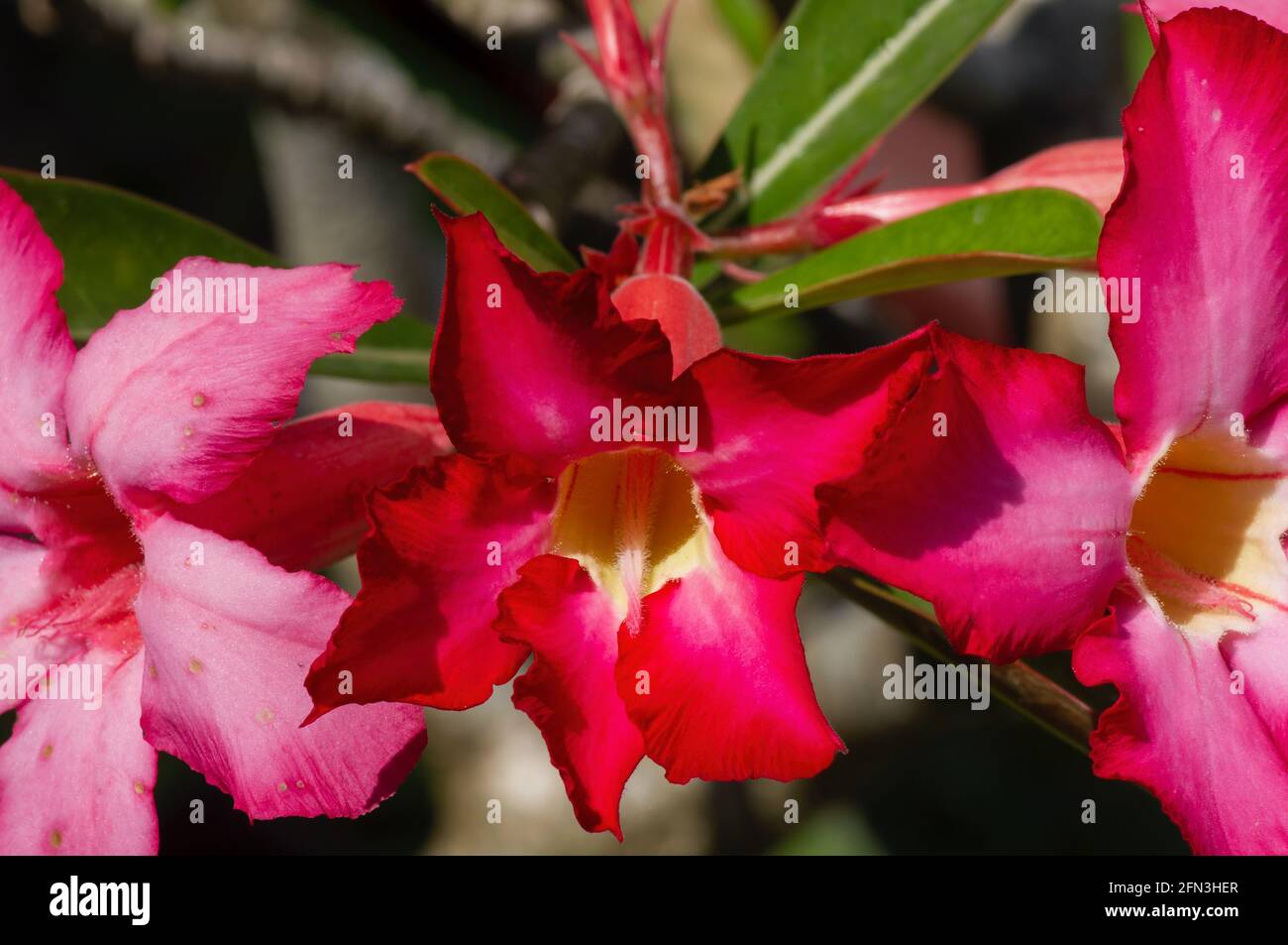 Rosa und rote adenium-Blüten mit unscharfer Hintergrundfarbe Stockfoto
