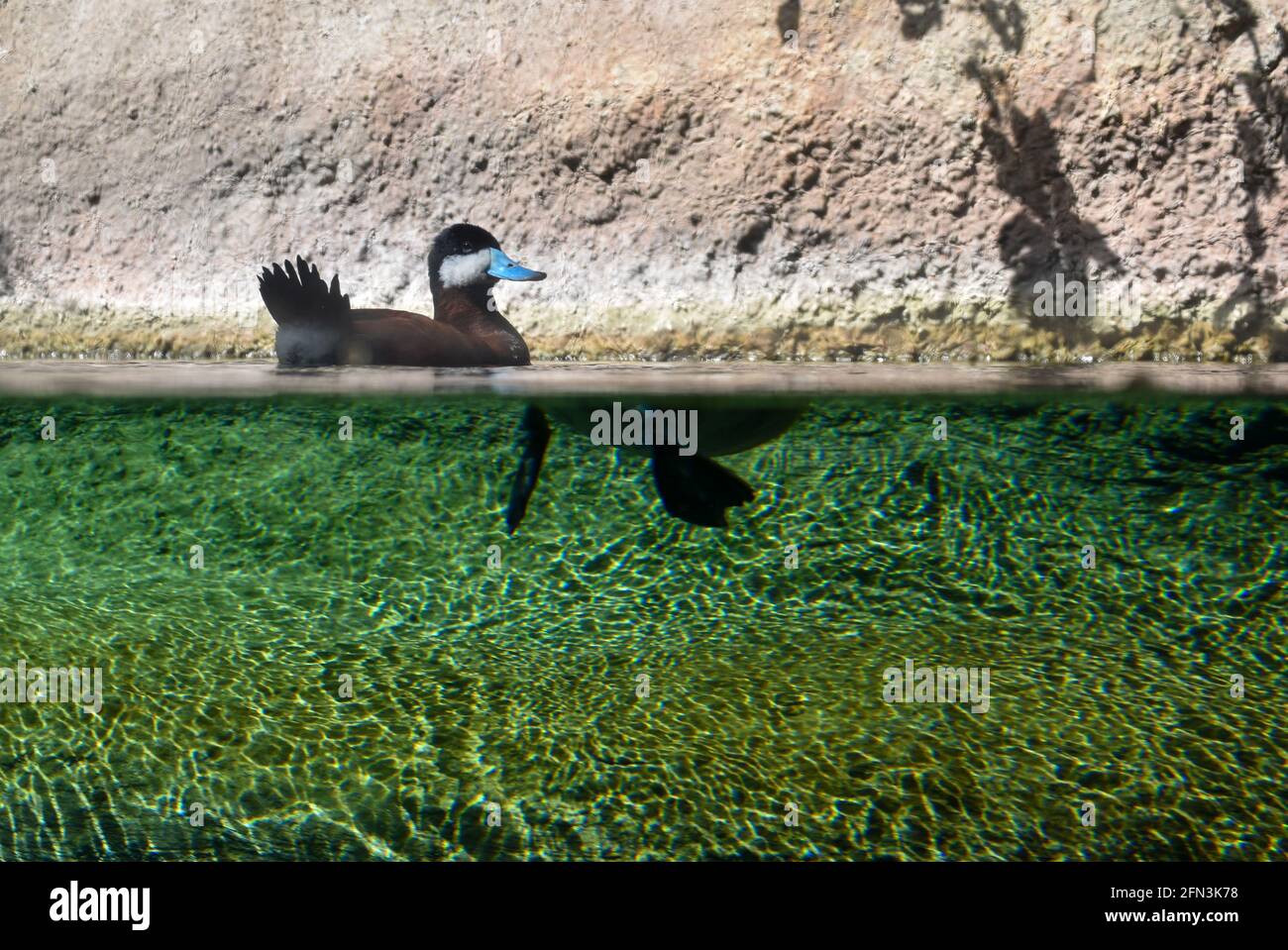 NA Ruddy Duck (blauer Schnabel) paddelt aus einer Split-Level-Perspektive durch das Wasser, über und unter dem Wasserspiegel. Unterwasser-Split-Bild von Ente. Stockfoto