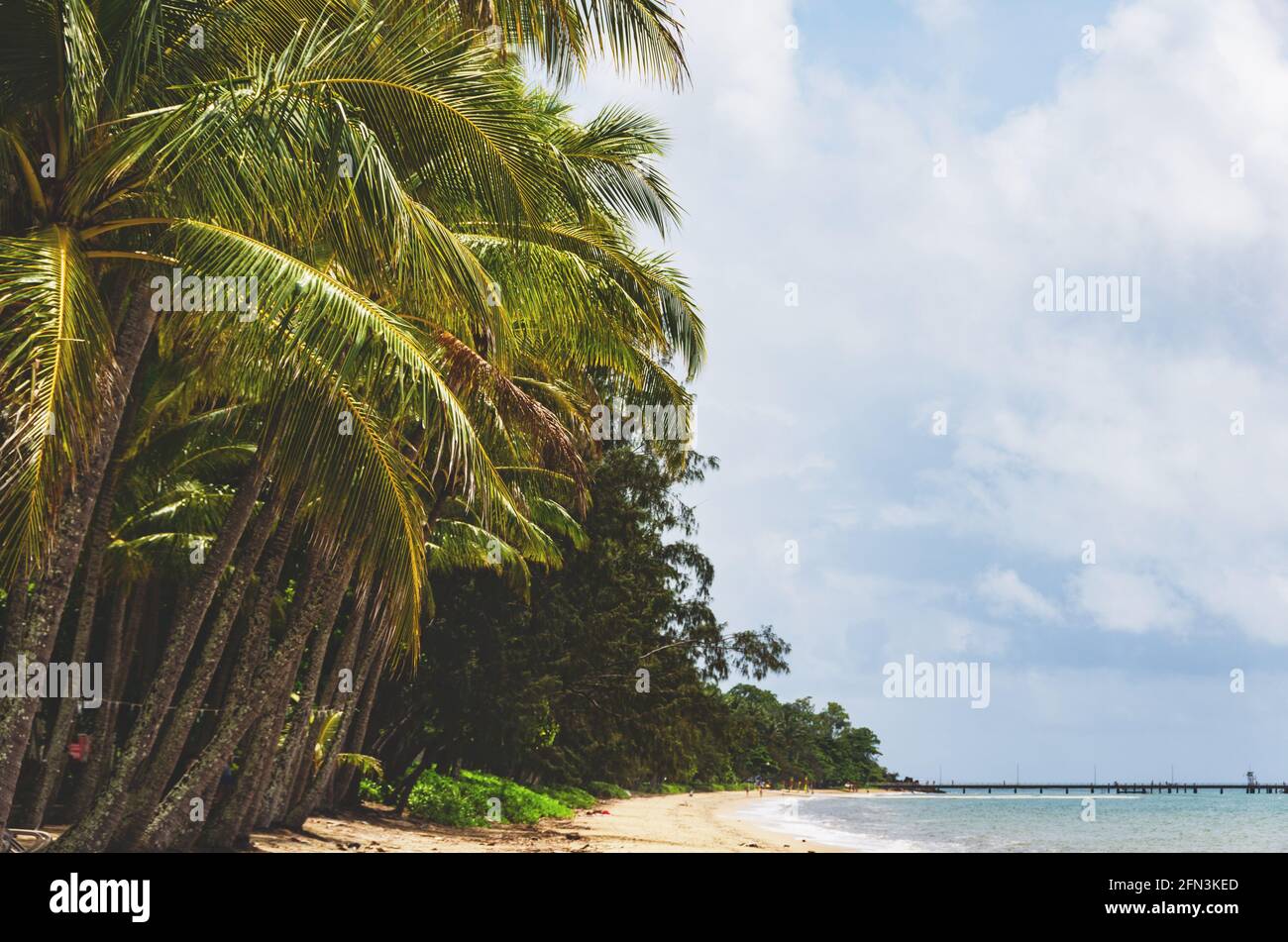 Palmen vor einem blauen und bewölkten Himmel am tropischen Strand von Palm Cove in Queensland, Australien. Stockfoto