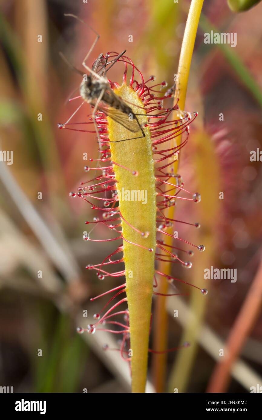 Toller Sonnentau, Drosera anglica mit gefangener Mücke Stockfoto