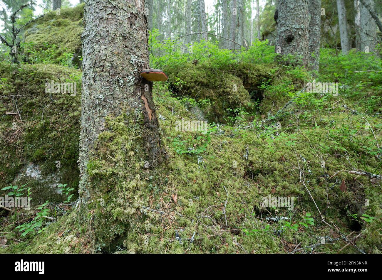 Tannenbaum mit rotem Gürtel, Fomitopsis pinicola Stockfoto