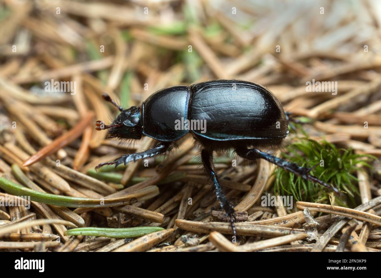 Dor Beetle, Anoplotrupes stercorosus, Makrofoto Stockfoto