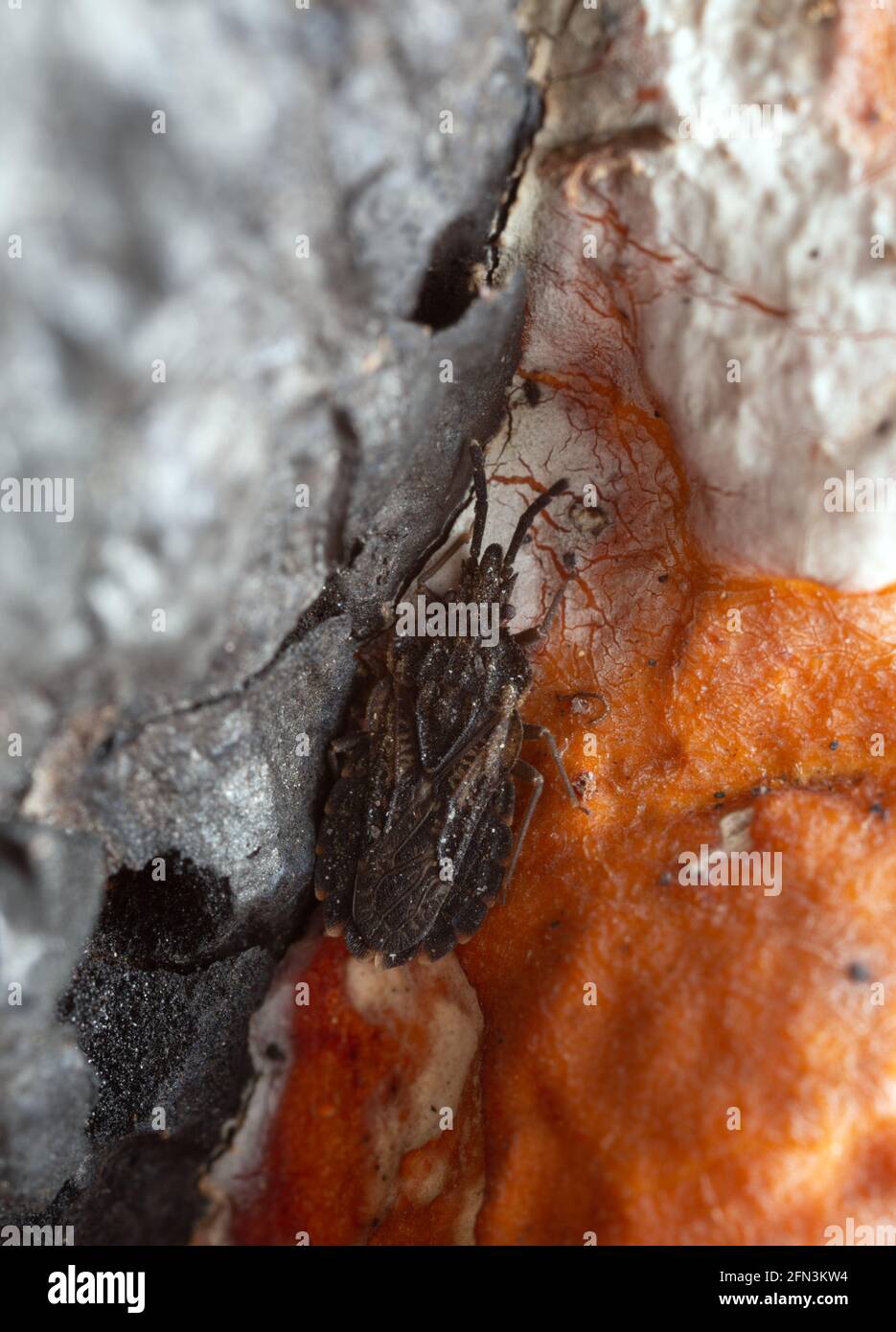 Flacher Käfer, Aradus corticalis, auf roter Gürtelschnecke, Fomitopsis pinicola Stockfoto