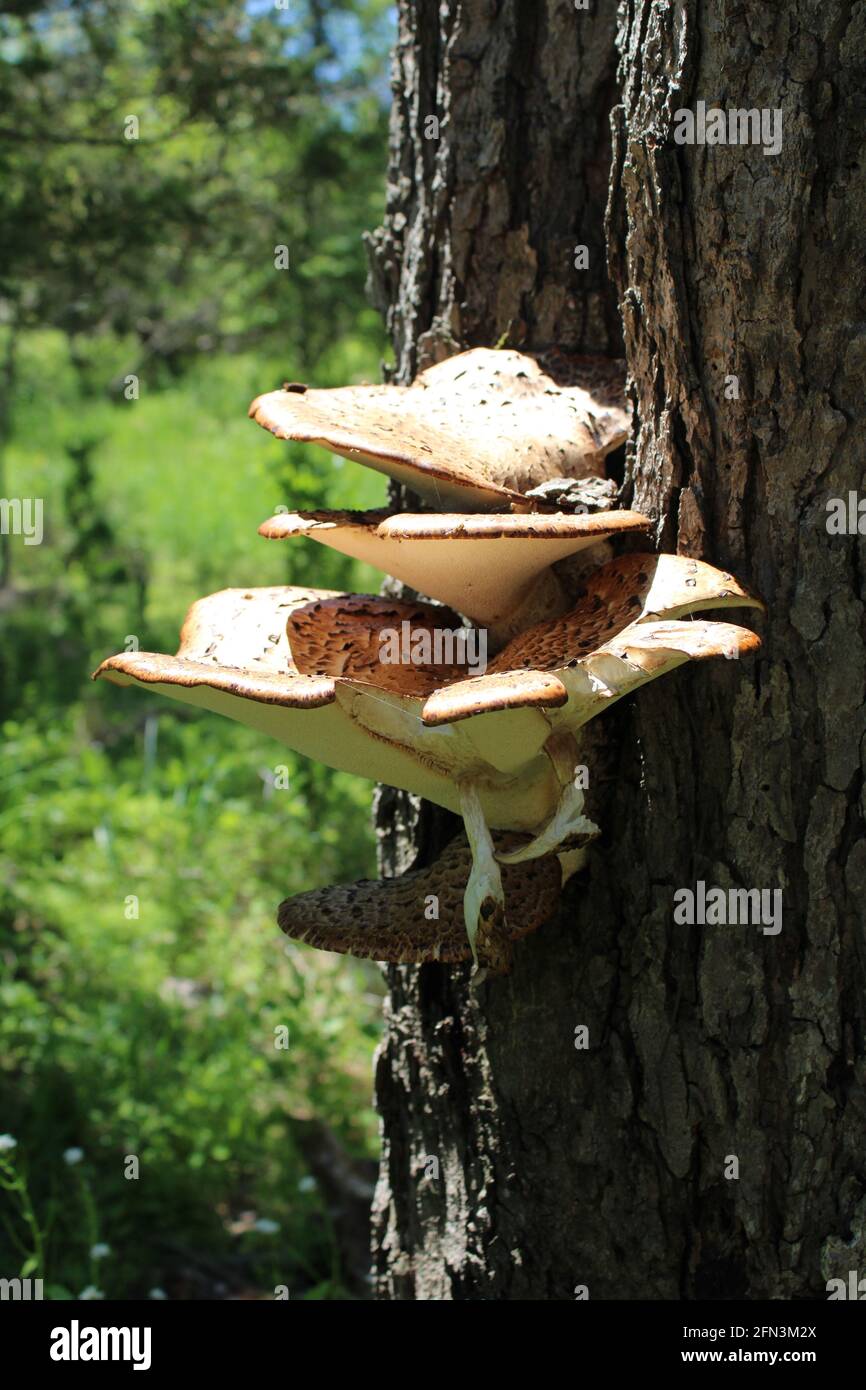 Polyporige Pilze auf einem toten Baum Stockfoto