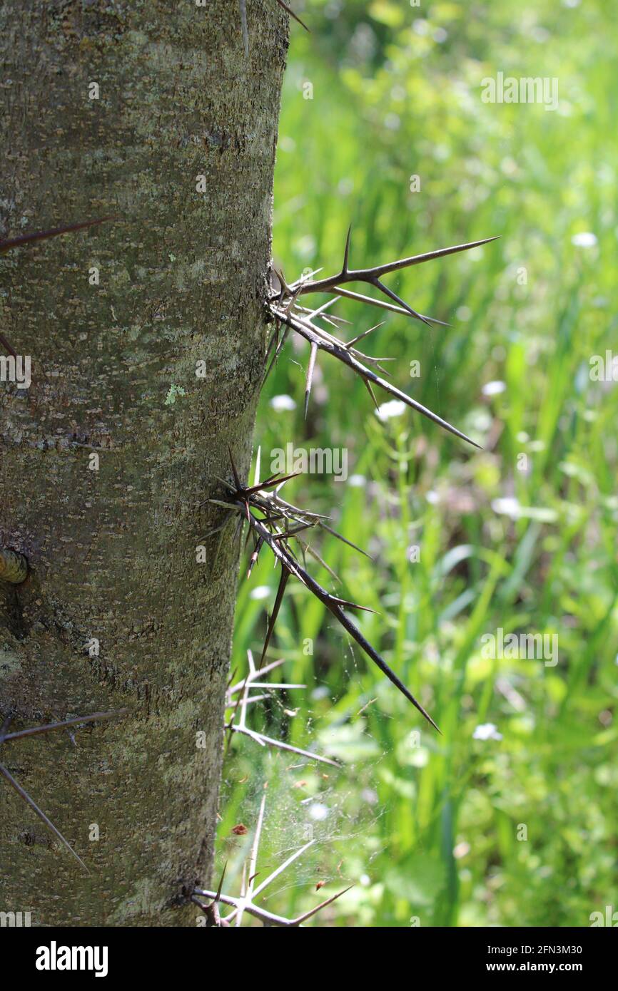 Eine Nahaufnahme der Dornen auf dem Scheck von A Heuschreckenbaum Mit Wildem Honig Stockfoto