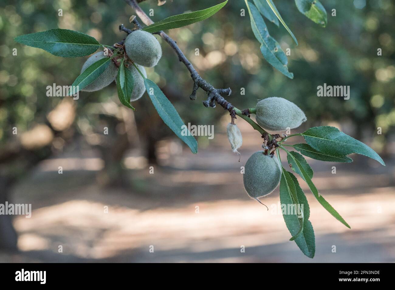 Mandeln wachsen an einem Zweig in einem Mandelgarten im San Joaquin Valley in Kalifornien. Stockfoto