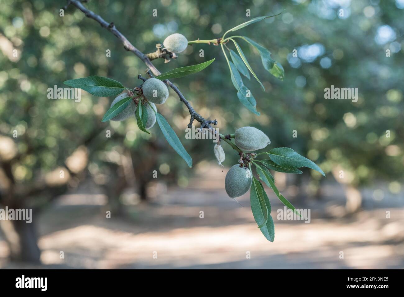 Mandeln wachsen an einem Zweig in einem Mandelgarten im San Joaquin Valley in Kalifornien. Stockfoto