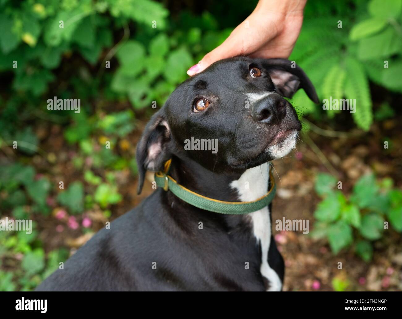 Ein schüchterner Tierheim-Hund wird mit Zuneigung gestreichelt Stockfoto