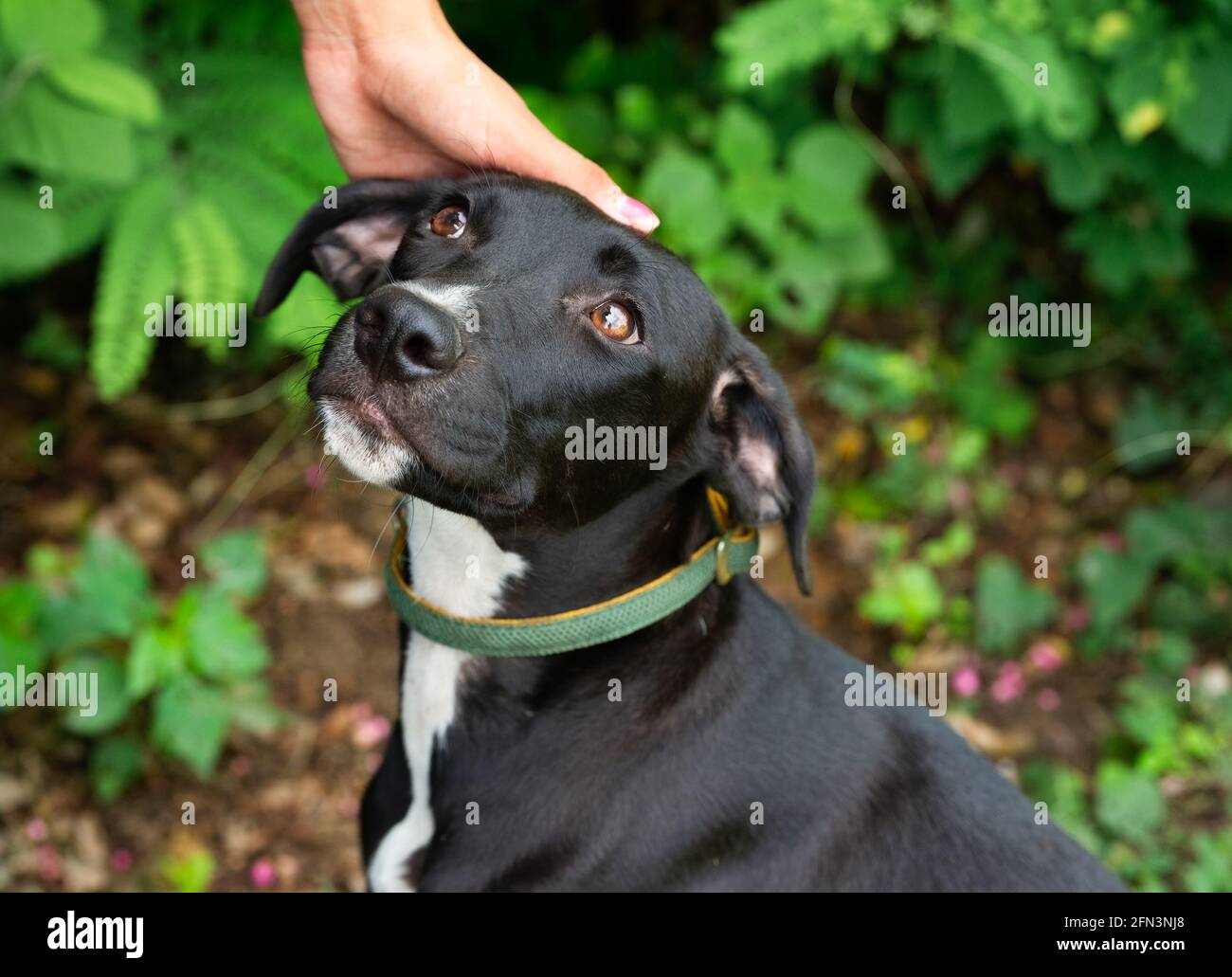 Ein schüchterner Tierheim-Hund wird mit Zuneigung gestreichelt Stockfoto
