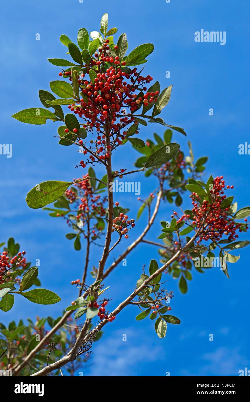Brasilianischer pfefferbaum (Schinus terebinthifolius), Rio Stockfoto