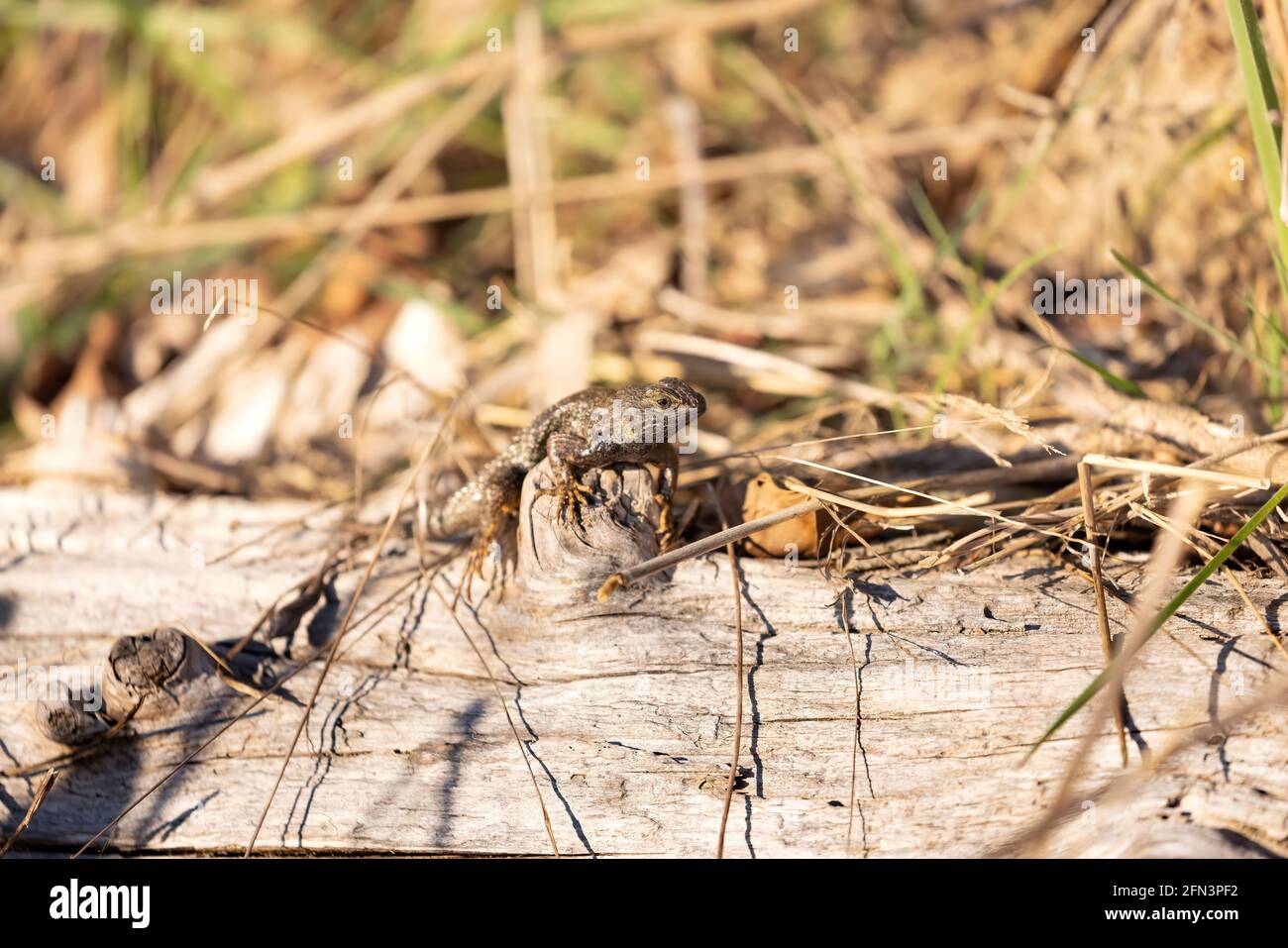 nördliche Aligatoreidechse auf einem Holzstamm mit toten Gräsern Stockfoto