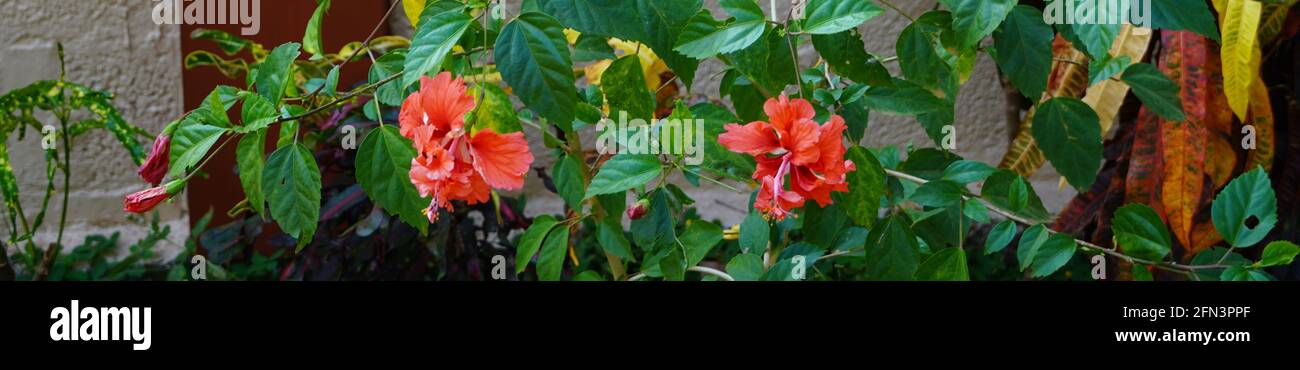 Mehrere Hibiskusblüten auf einem Roten Hibiskus (Karkade) im Garten. Stockfoto