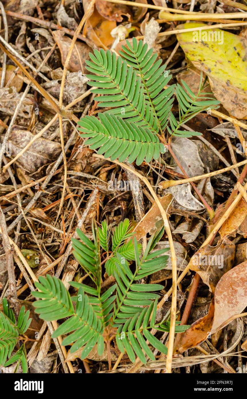 Wachsende Mimosa-Pflanze Stockfoto