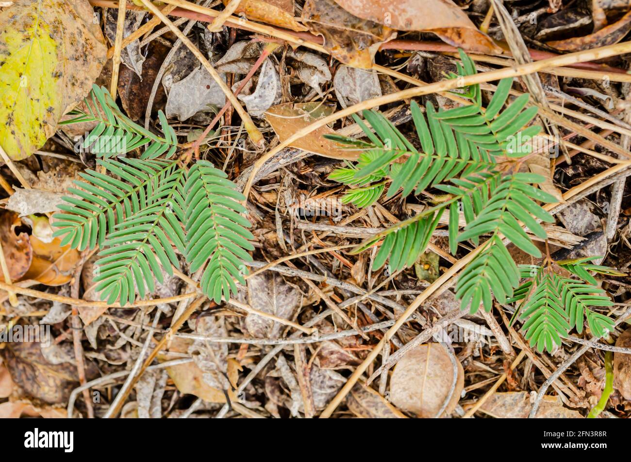 Werk Mimosa Stockfoto