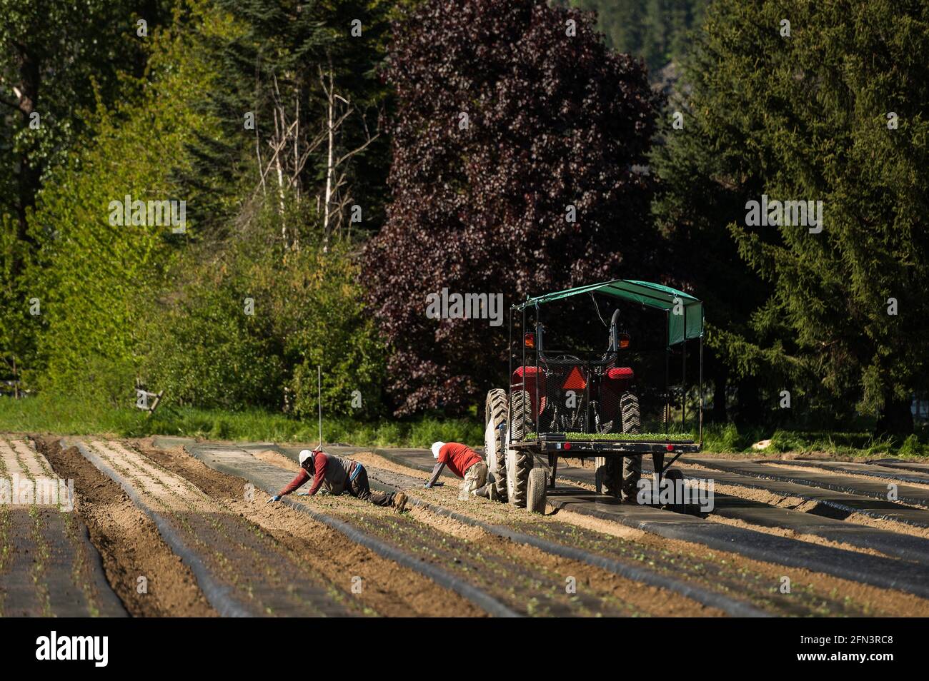 Jamaikanische landwirtschaftliche Gastarbeiter Pflanzen Gemüsesämlinge auf einer kanadischen Bio-Farm an. Stockfoto