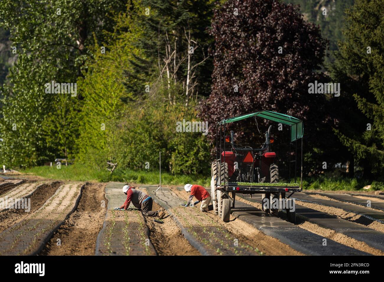 Jamaikanische landwirtschaftliche Gastarbeiter Pflanzen Gemüsesämlinge auf einer kanadischen Bio-Farm an. Stockfoto