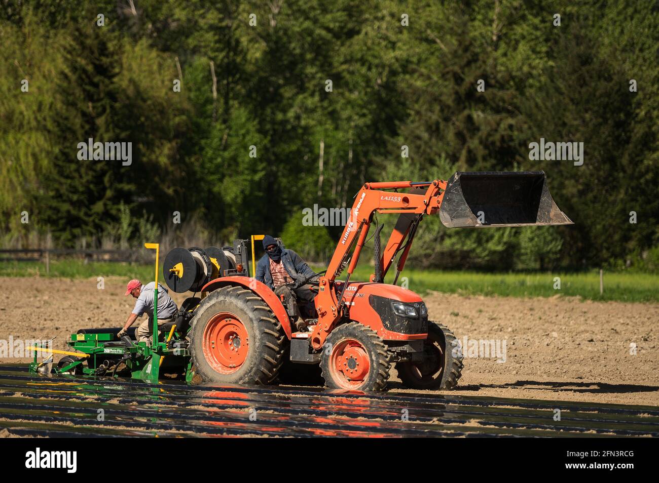 Jamaikanische landwirtschaftliche Gastarbeiter Pflanzen Gemüsesämlinge auf einer kanadischen Bio-Farm an. Stockfoto