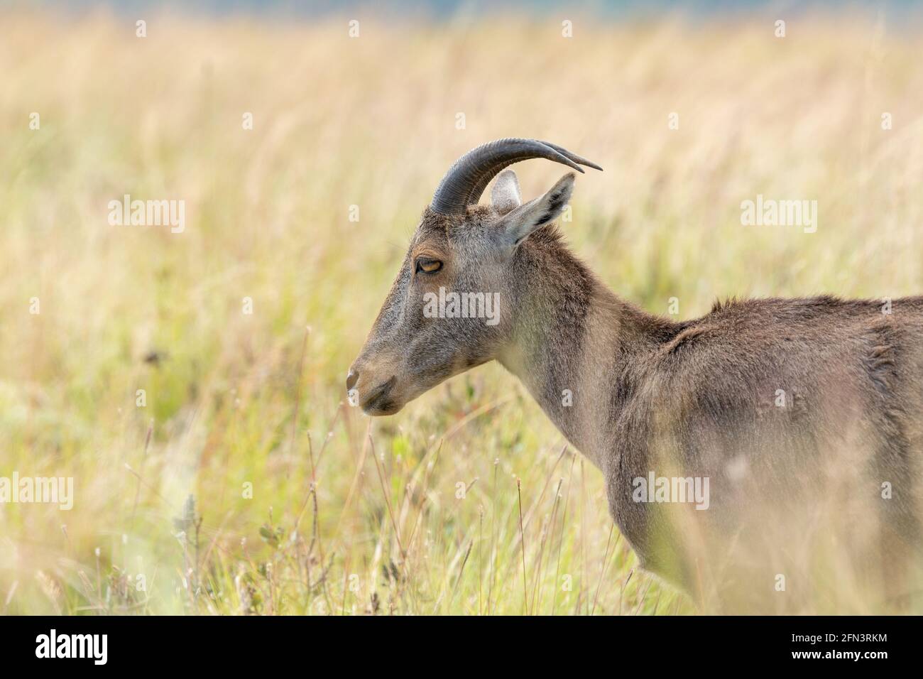 Nahaufnahme von nilgiri Tahr (Nilgiriragus hylocrius) aus dem Eravikulam Nationalpark, Munnar, die eine der besten touristischen Lage in kerala ist. Stockfoto