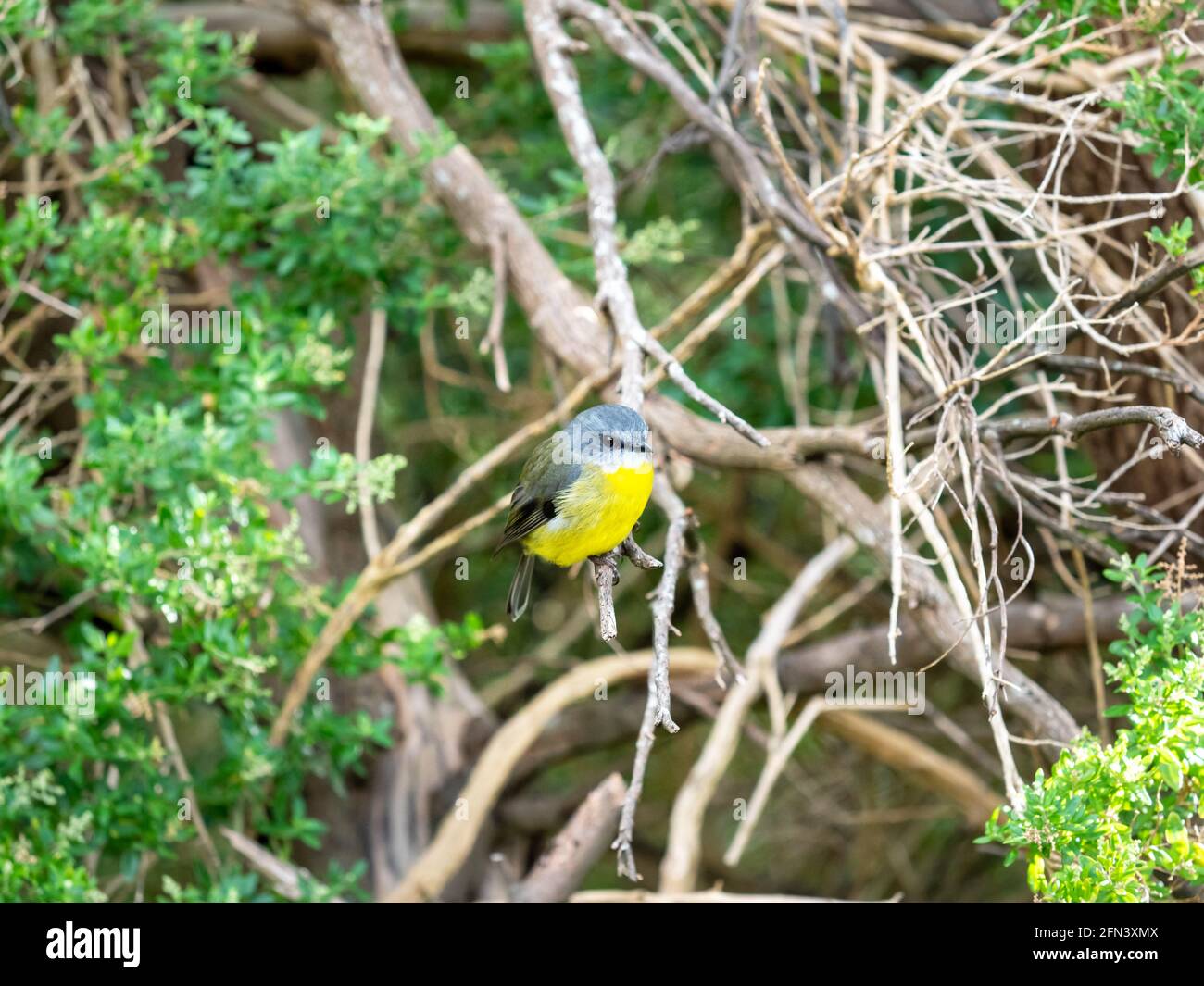 Eastern Yellow Robin in the Wild, Victoria, Australien Stockfoto