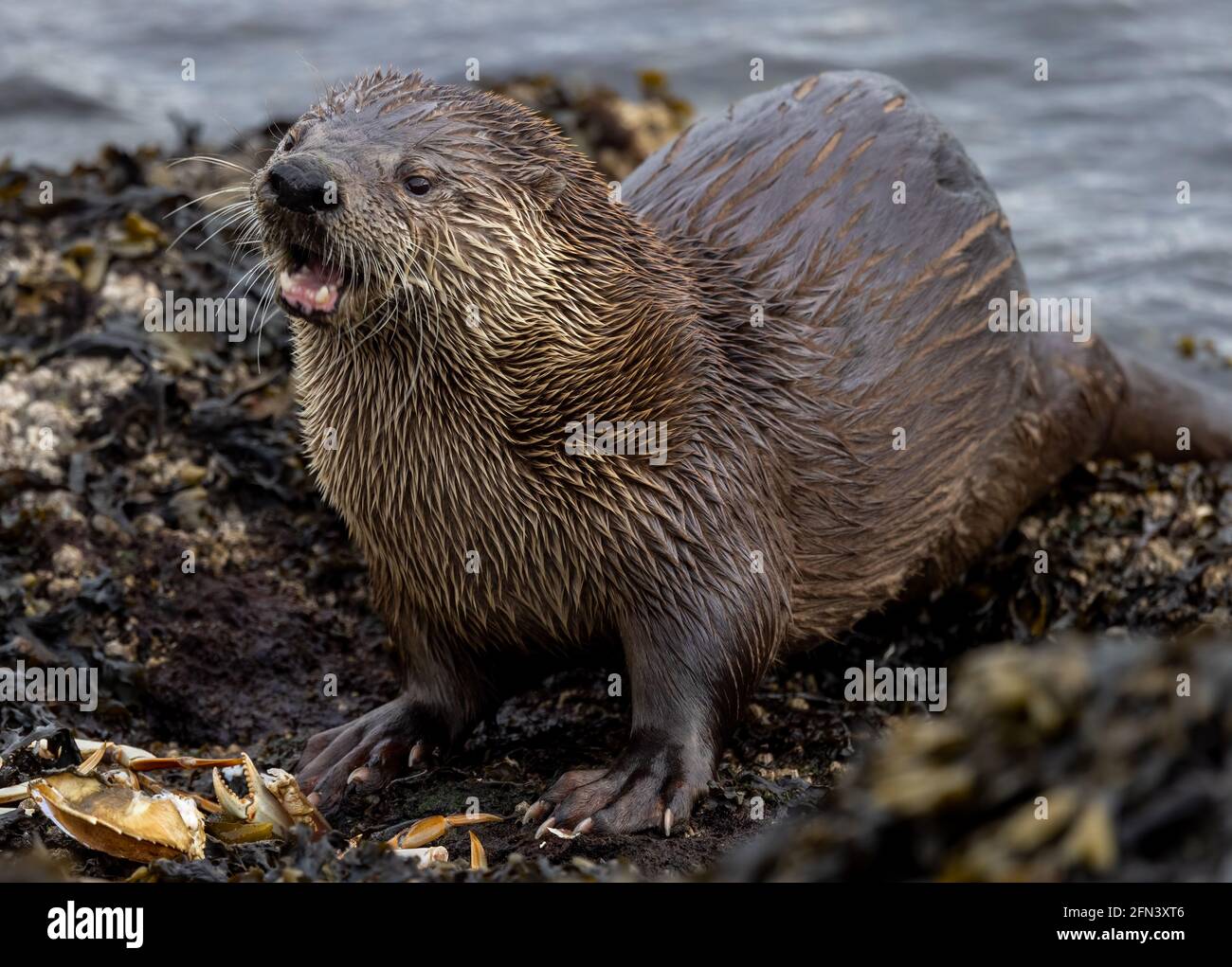 Flussotter beim Verzehr einer Krabbe in Victoria, BC, Kanada Stockfoto