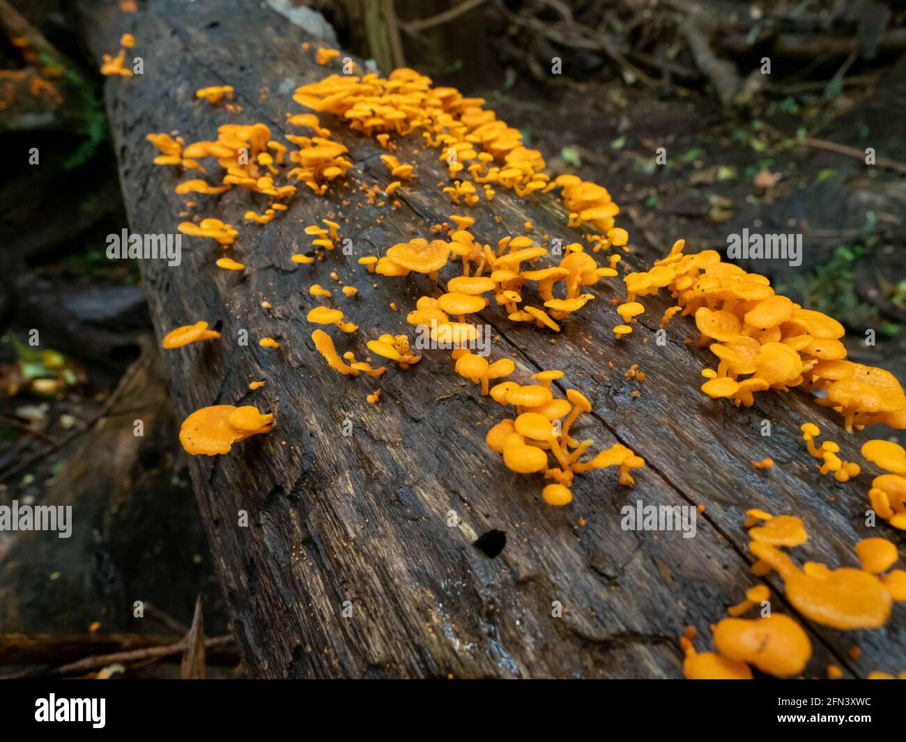 Favolaschia calocera, auch bekannt als Orange Ping Pong Fledermäuse, ist ein zwielichtiger Holzfäule-Pilz Stockfoto