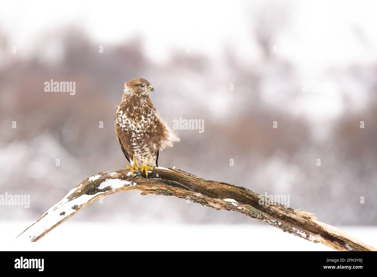Winter. Ein Bussard (Buteo buteo), der auf einem Ast thront und seinen Kopf nach rechts dreht Stockfoto