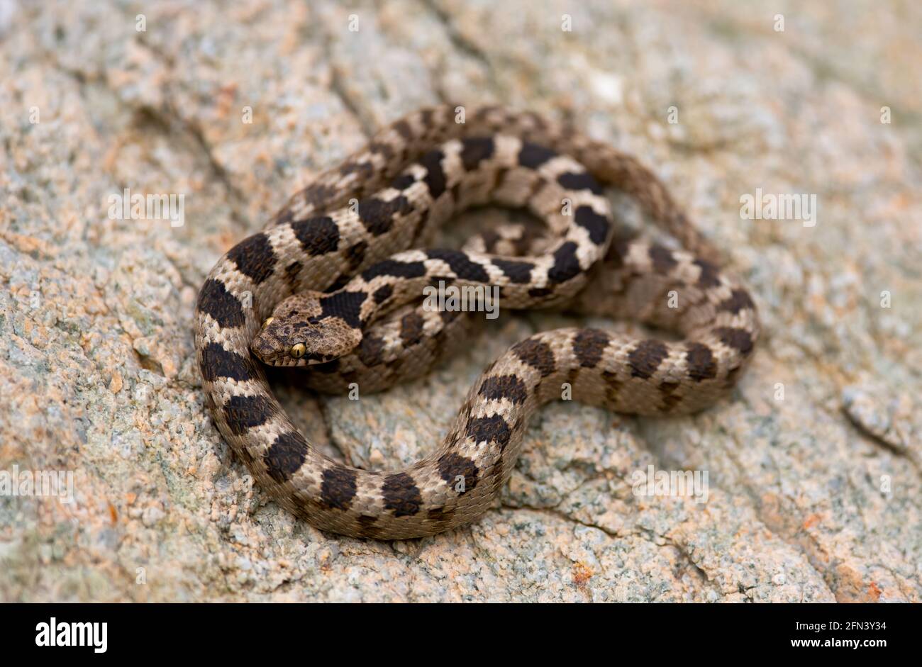 Europäische Katzenschlange (Telescopus fallax), auch bekannt als Soosan-Schlange, auf einem Felsen Stockfoto