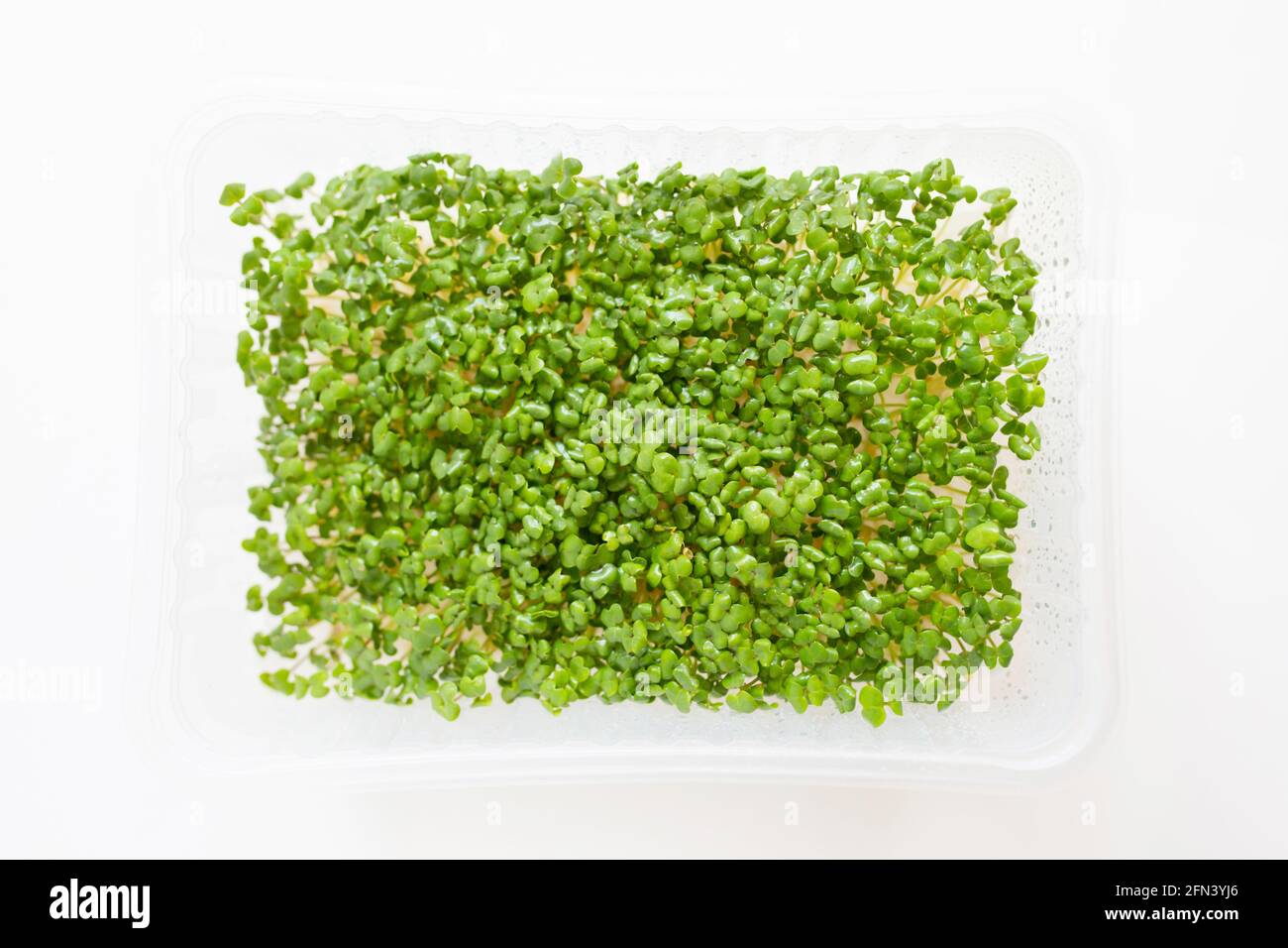 Micro Green Sprossen von Senf in der Growing Box. Frisches, mikrogrünes Superfood auf weißem Hintergrund. Mikrosalatsprossen für eine gesunde Ernährung, veganes Life Styl Stockfoto