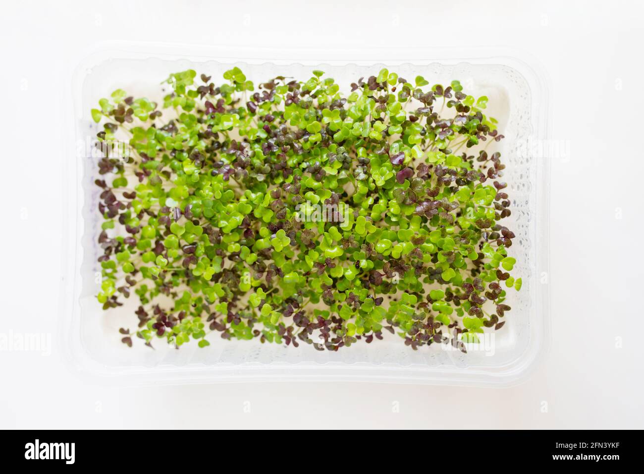 Mikrogrüne Sprossen aus rotem Mizuna in der Wachstumsbox. Frisches Microgreens Superfood auf weißem Hintergrund. Mikrosalatsprossen für gesunde Ernährung, veganes Leben Stockfoto