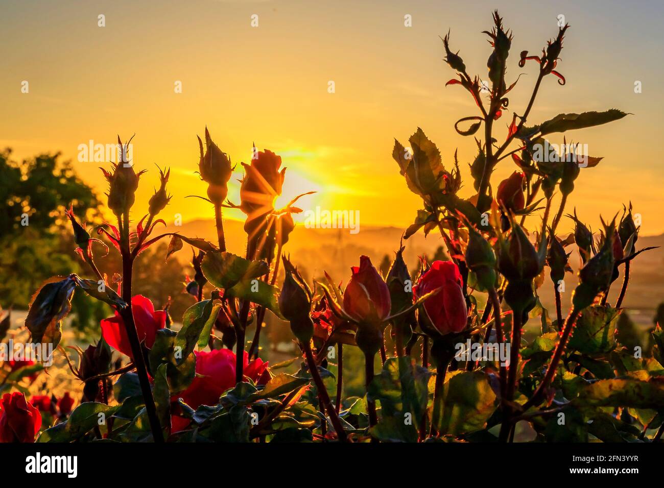 Nahansicht einer Silhouette einer blühenden roten Rose mit Sonneneinstrahlung bei Sonnenuntergang auf einem Weinberg im Frühjahr im Napa Valley, Kalifornien, USA Stockfoto