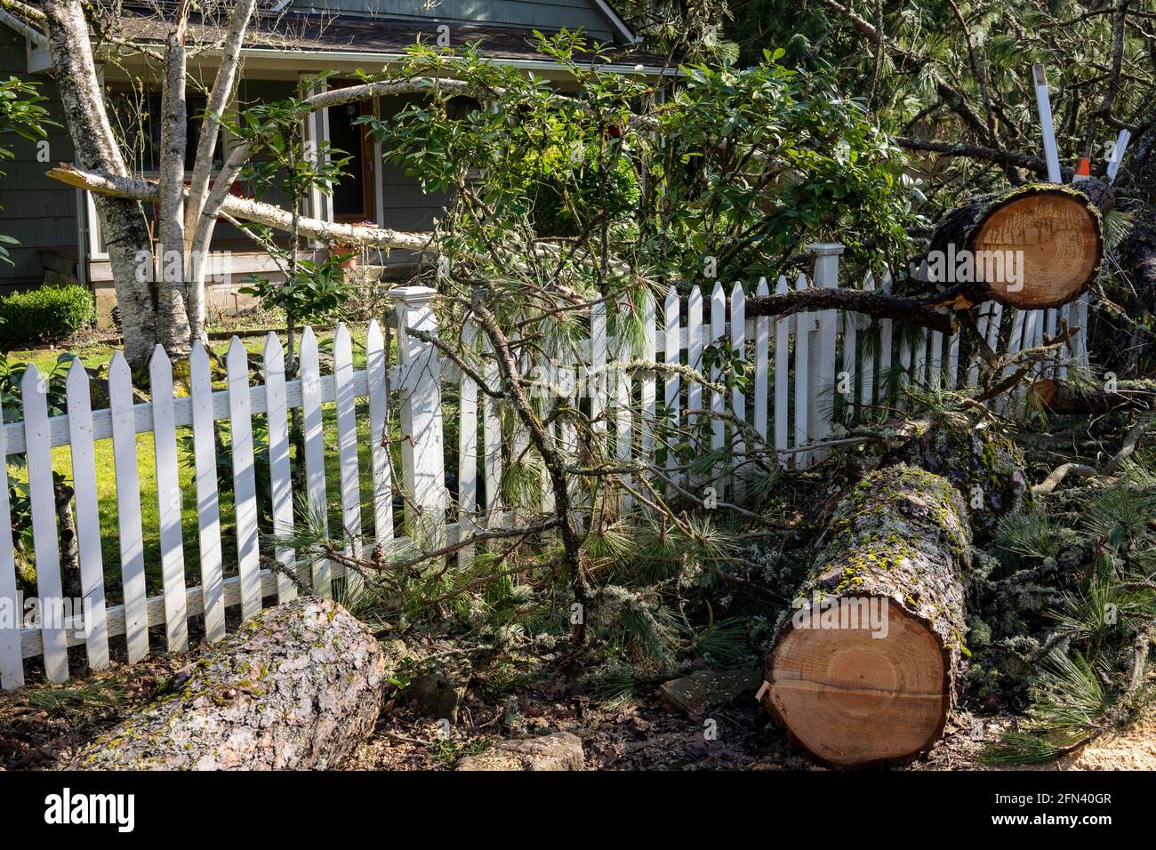 Gefallener Baum im Vorgarten eines Wohnhauses nach Sturm. Der Baum wurde vor dem Entfernen in Abschnitte geschnitten. Stockfoto