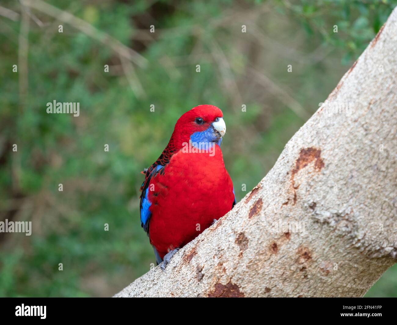 Wild Crimson Rosella im Wilsons Promontory National Park, Australien Stockfoto