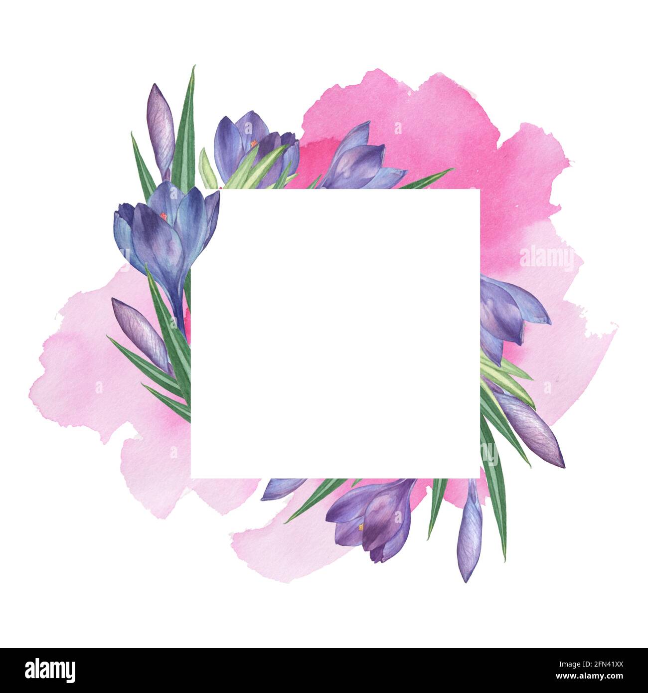 Crocus 9. Rahmen mit Aquarell- und Blumenmuster. Aquarelldarstellung. Handzeichnung. Isoliert auf Weiß Stockfoto