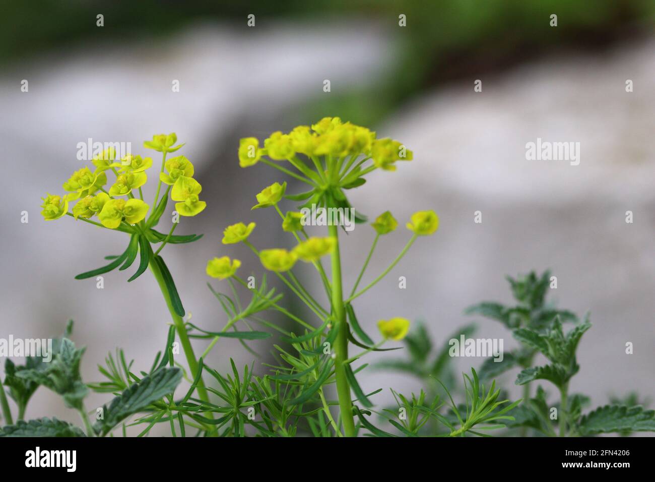 Nahaufnahme einer blühenden Blütenpracht in einem Garten Stockfoto