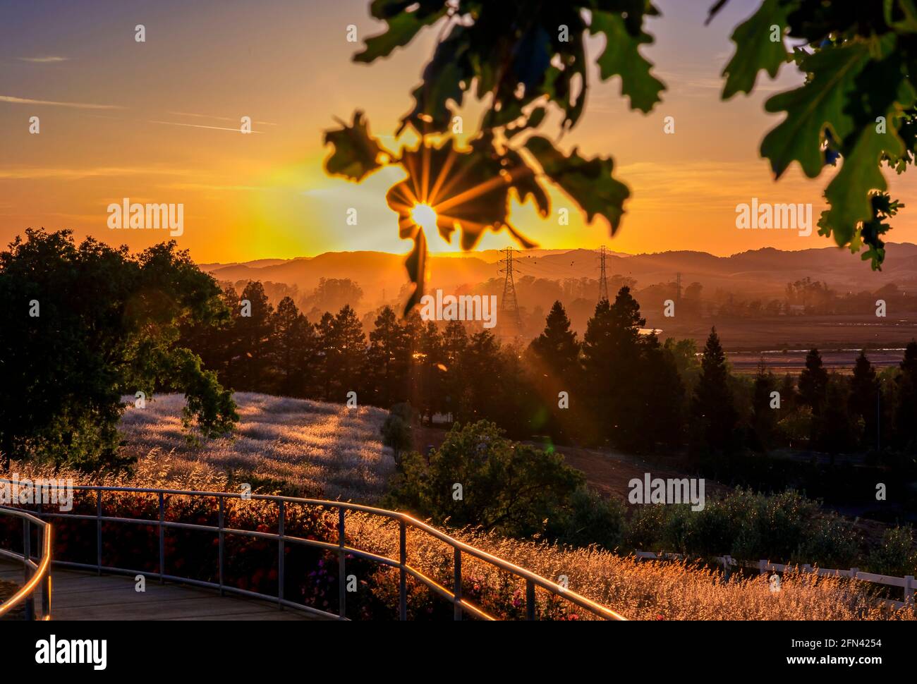 Landschaft mit einer Silhouette von Bäumen mit Sonneneinstrahlung bei Sonnenuntergang auf einem Weinberg im Frühjahr in Napa Valley, Kalifornien, USA Stockfoto