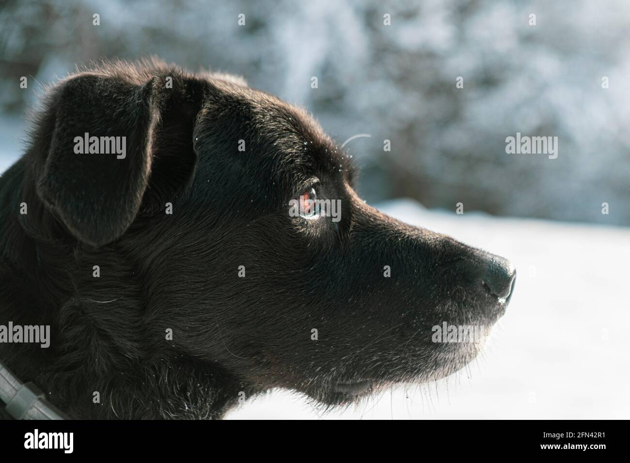 Schwarzes Hundeprofil Nahaufnahme Porträt vor einem Winter Landschaft Stockfoto