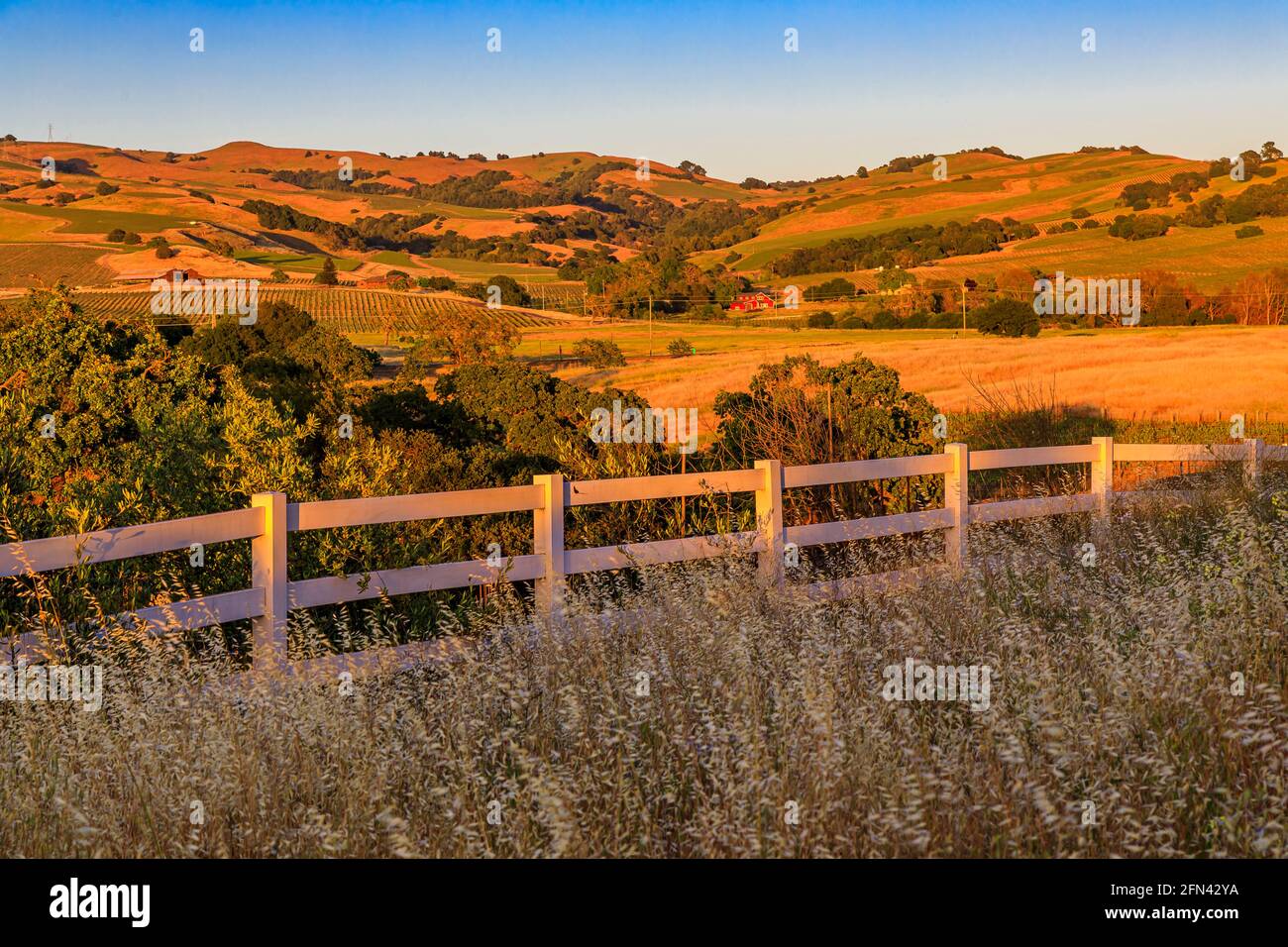 Landschaft mit Hügeln und Tälern bei Sonnenuntergang auf einem Weinberg im Frühjahr in Napa Valley, Kalifornien, USA Stockfoto