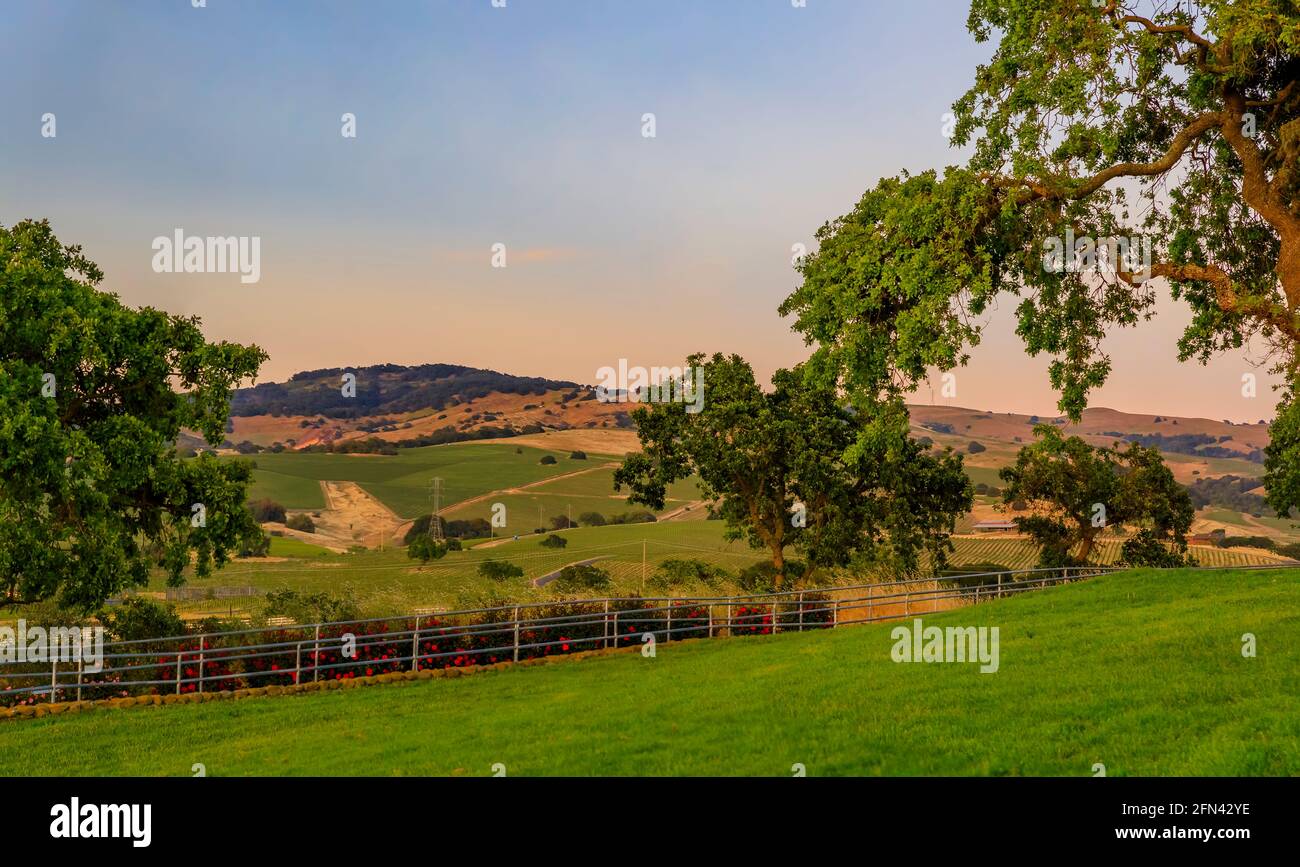 Landschaft mit Hügeln und Tälern bei Sonnenuntergang auf einem Weinberg im Frühjahr in Napa Valley, Kalifornien, USA Stockfoto