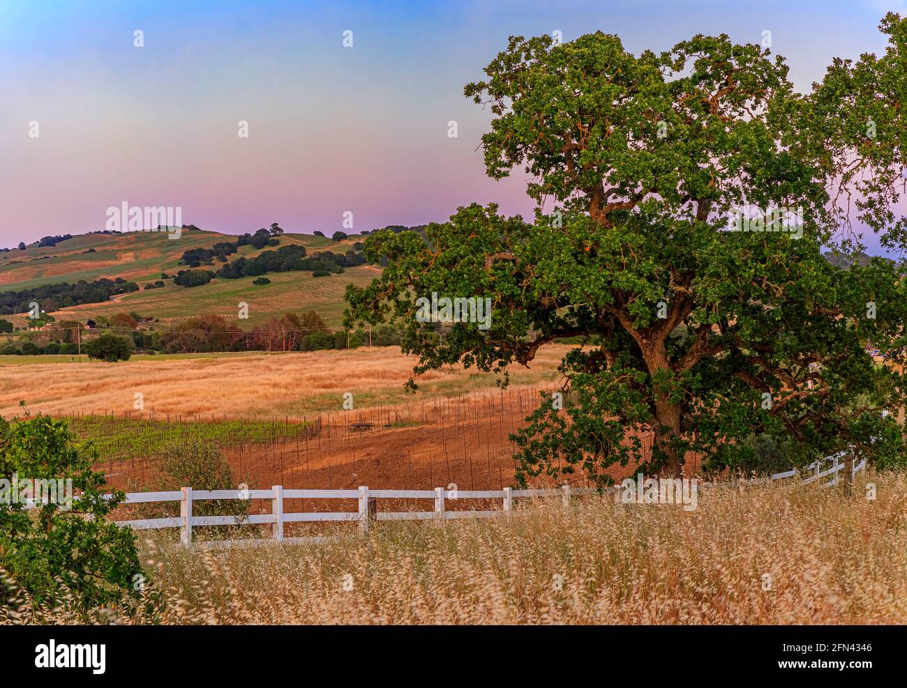 Landschaft mit einer großen Eiche und Hügeln und Tälern bei Sonnenuntergang auf einem Weinberg im Frühjahr in Napa Valley, Kalifornien, USA Stockfoto