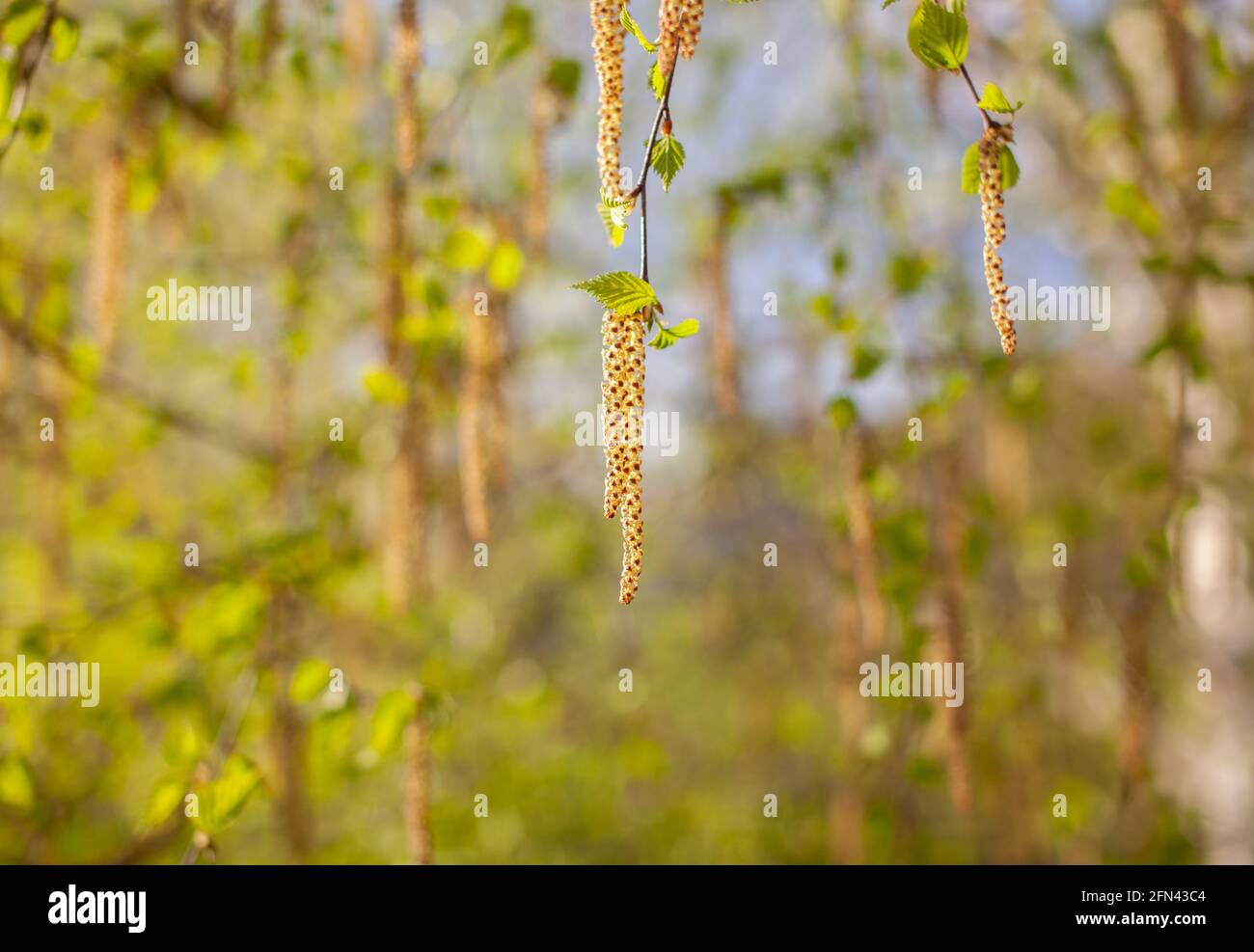 Schöne sonnige Sicht auf die Birkenzweige. Knospen und leuchtend grüne, kleine Blätter gedeihen. Dekorative Birkenblüte – lange, schlanke Kätzchen hängen am Ast Stockfoto