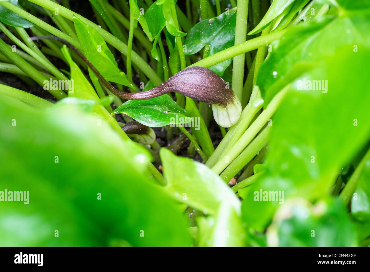 Arisarum Proboscideum, Maus-Pflanze Stockfoto