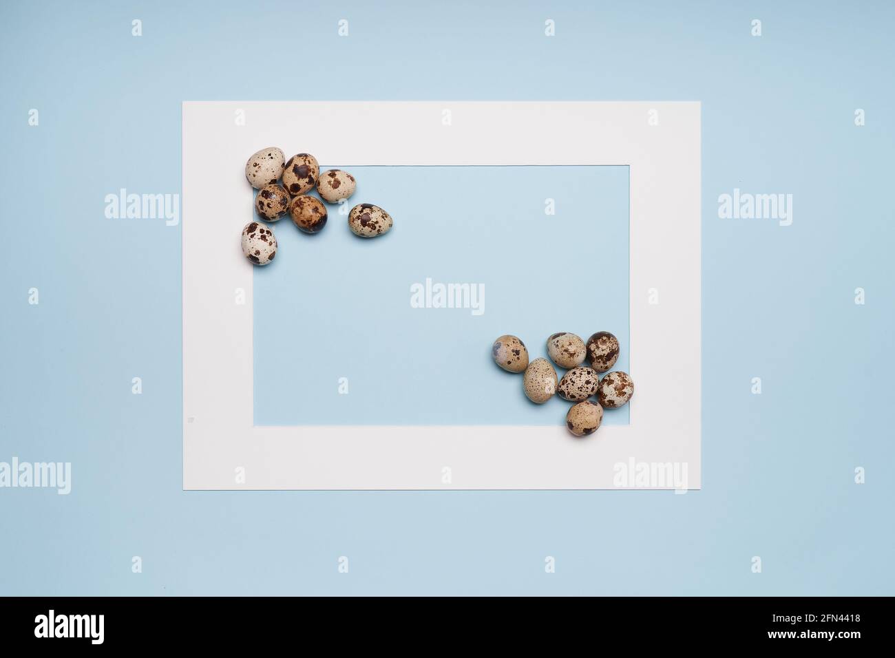 Wachteleier im weißen Rahmen auf blauem Hintergrund Stockfoto