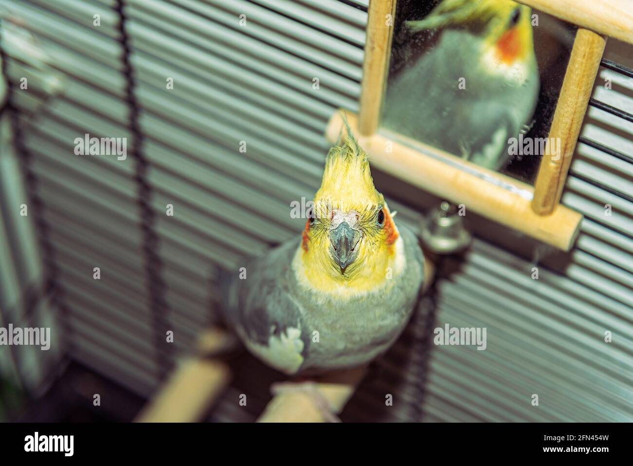 Schöner Cockatiel Nymphicus hollandicus Papagei in einem Käfig Stockfoto