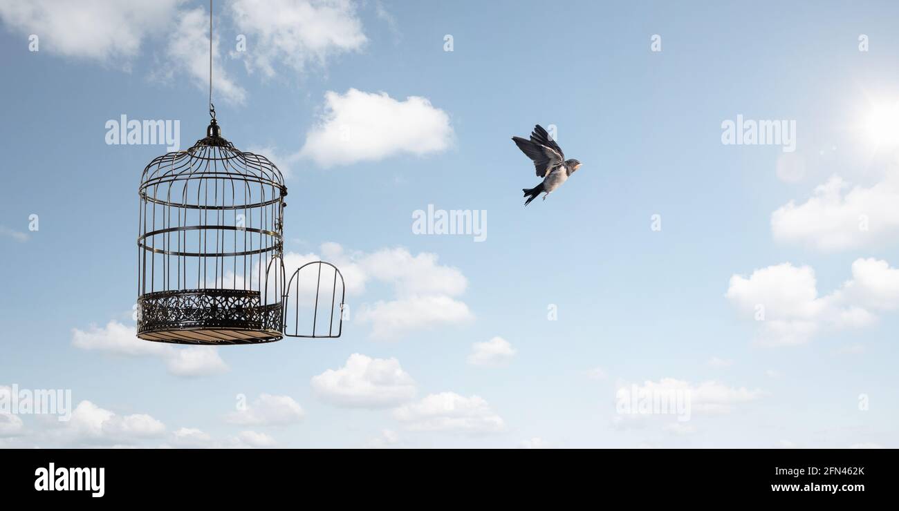 Vögel fliegen in die Freiheit Stockfoto