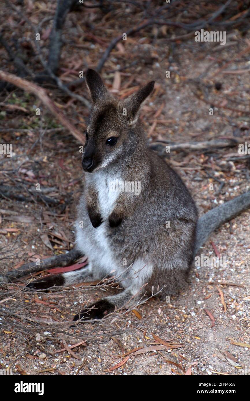 Wallaby Nahaufnahme Tasmanien, Australien Stockfoto