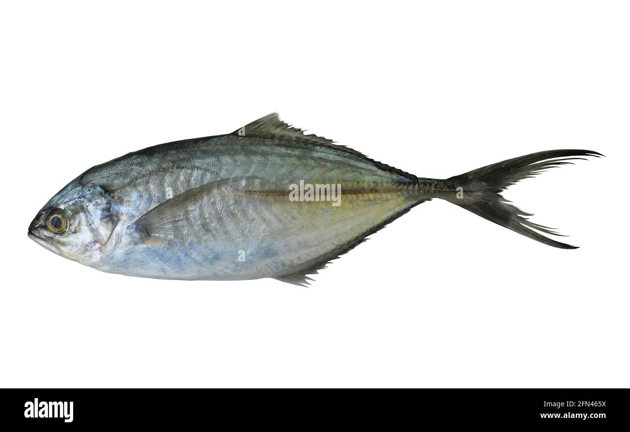 Jack oder Trevallie oder Kingfish Fisch isoliert auf weißem Hintergrund, Salzwasserfische in Thailand Stockfoto