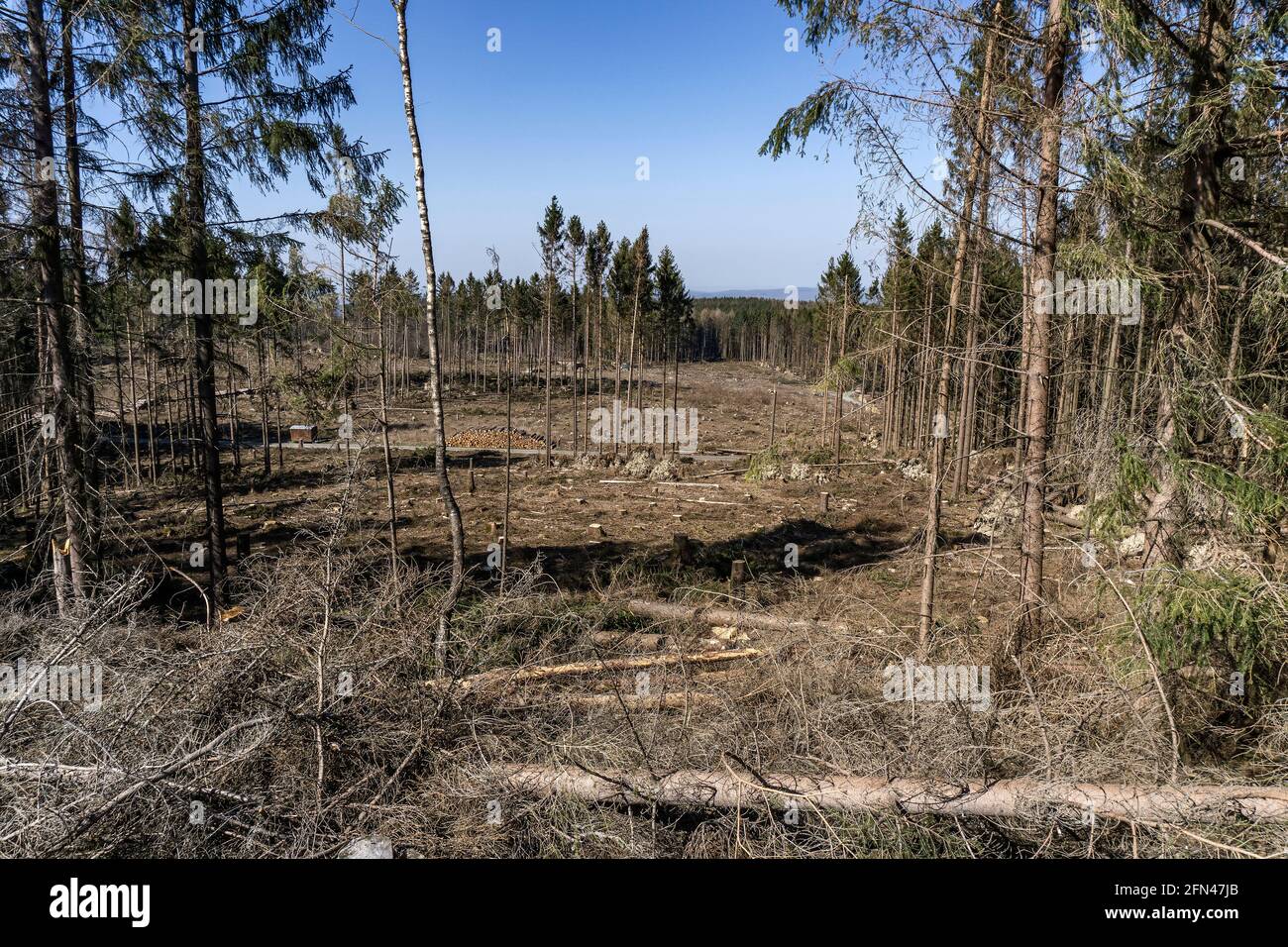 Wald im Taunus nach dem Abschneiden Stockfoto