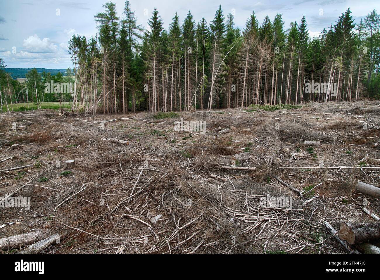 Klar geschnittener Wald in Deutschland Stockfoto